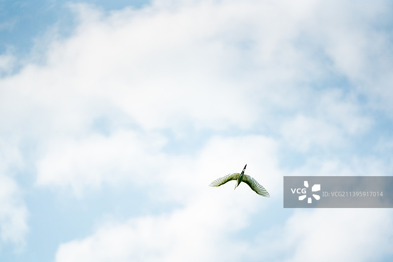 陕西汉中阳县空中飞翔的白鹭图片素材