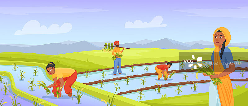 印度农民收获水稻图片素材