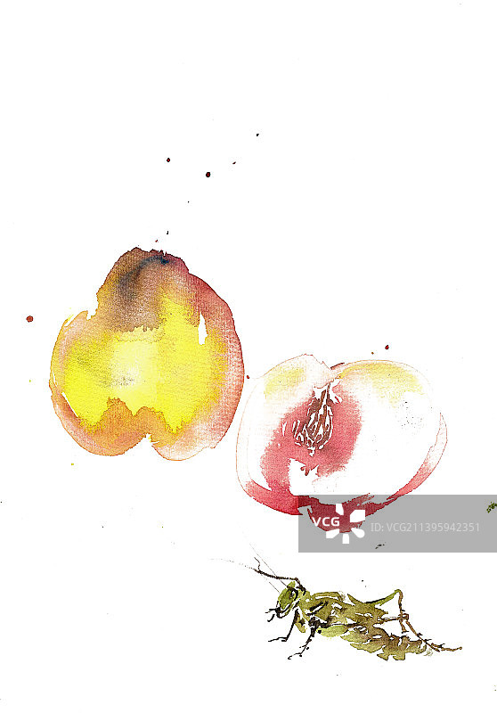 黄桃与蝈蝈图片素材