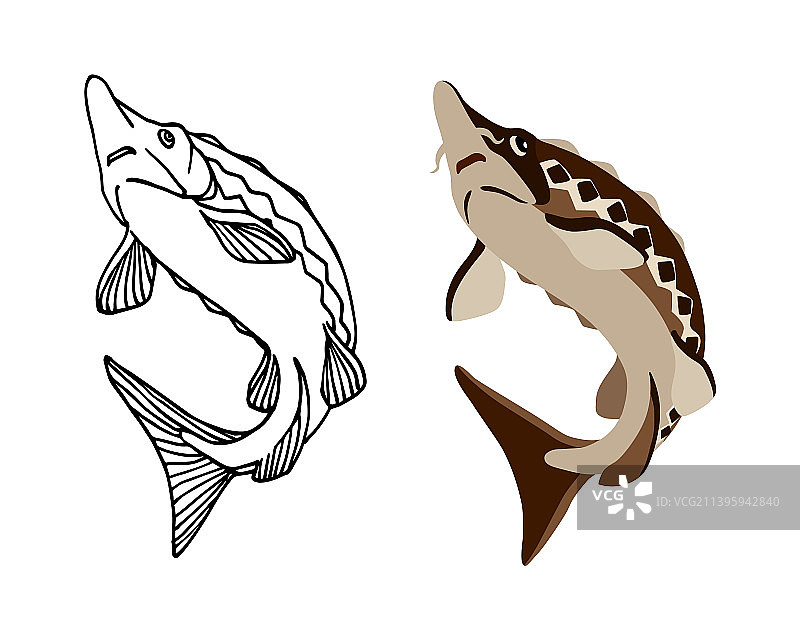 美味的鲟鱼商业鱼图片素材