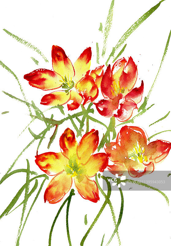 盛开的香雪兰图片素材