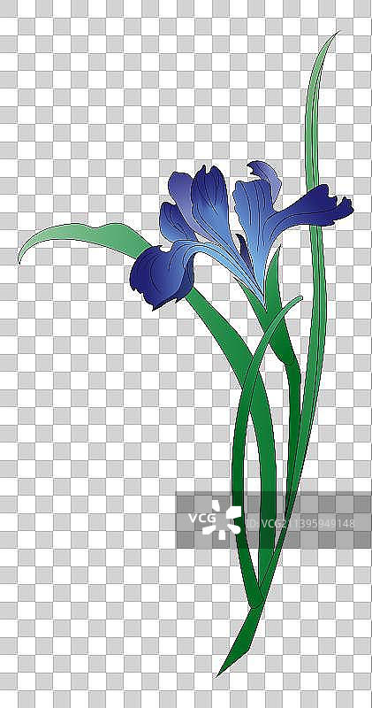 一株鸢尾花图片素材