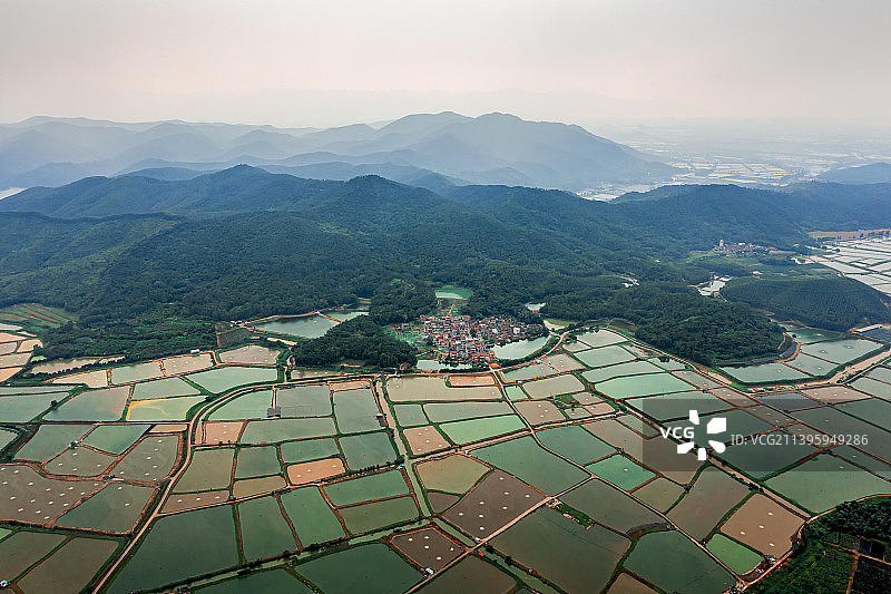 石洲村水田图片素材