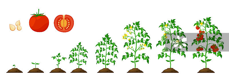 番茄生长阶段蔬菜植物生长周期图片素材