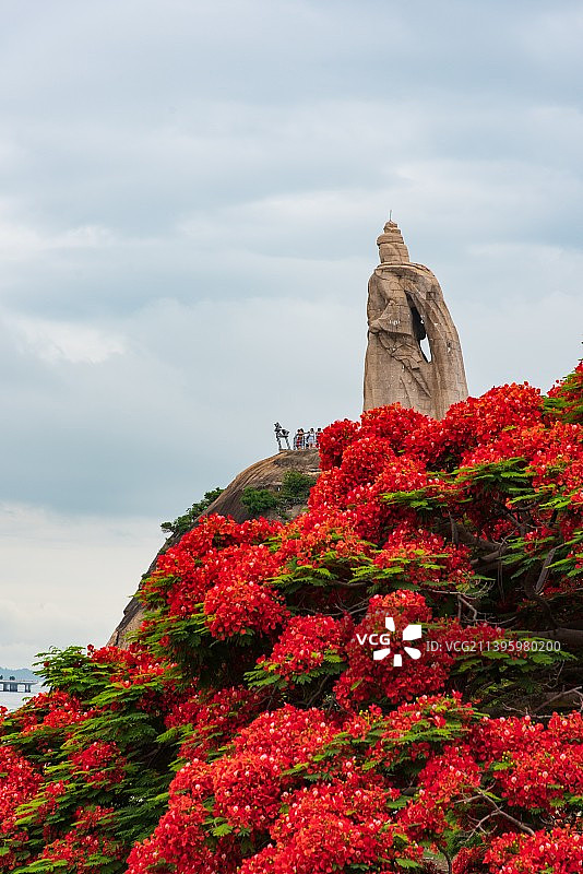 鼓浪屿郑成功雕像和盛开的凤凰花图片素材