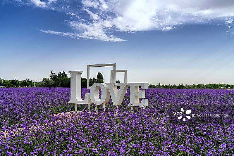 甘肃金昌紫金花海图片素材