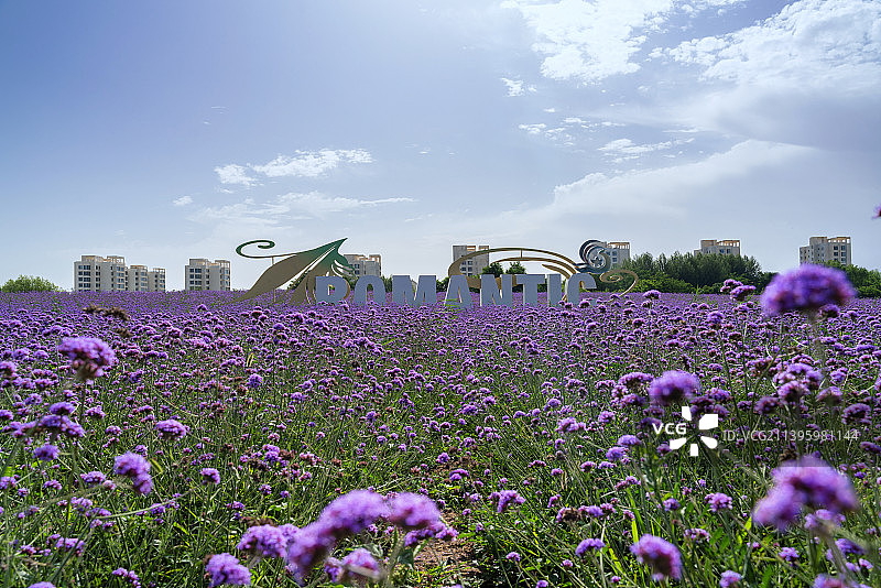 甘肃金昌紫金花海图片素材