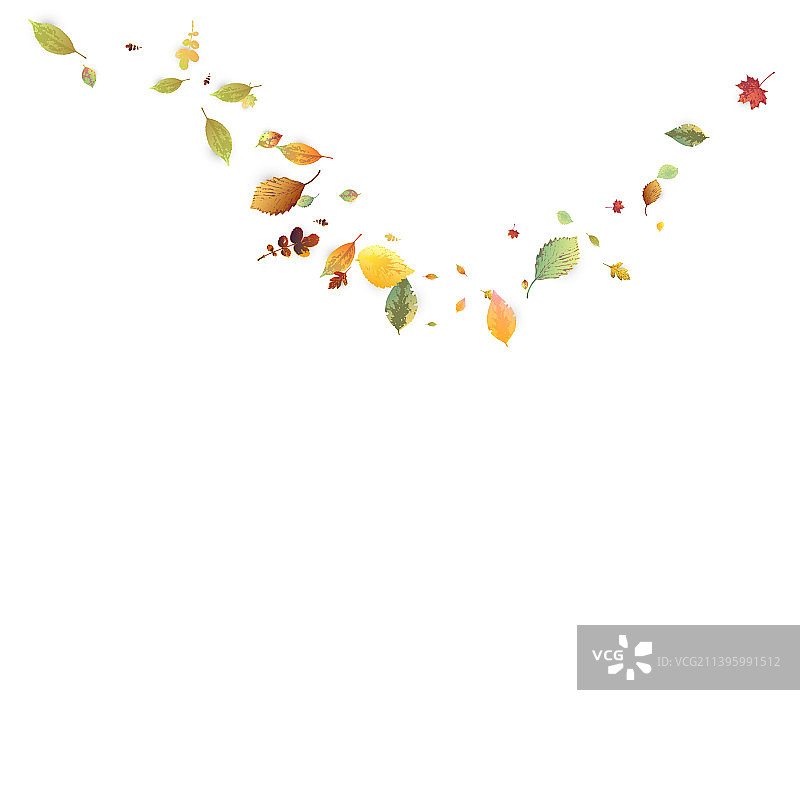 秋叶飘落图片素材