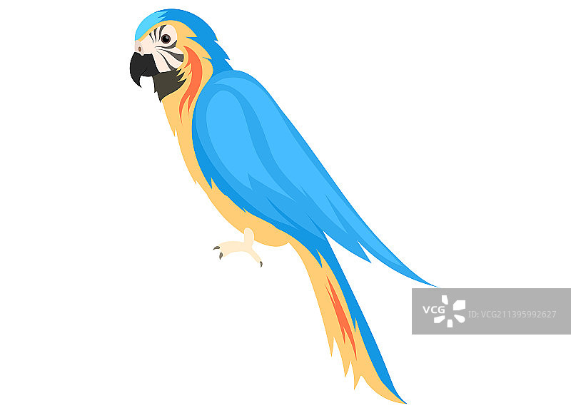 热带鹦鹉：栖息在树枝上的黄蓝色金刚鹦鹉图片素材