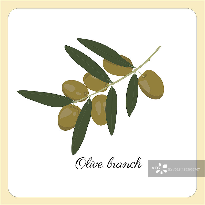 橄榄枝图片素材