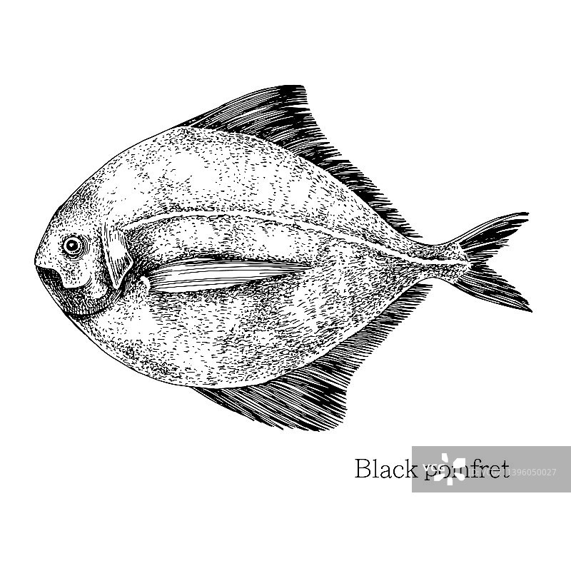 手绘写实鲳鱼图片素材