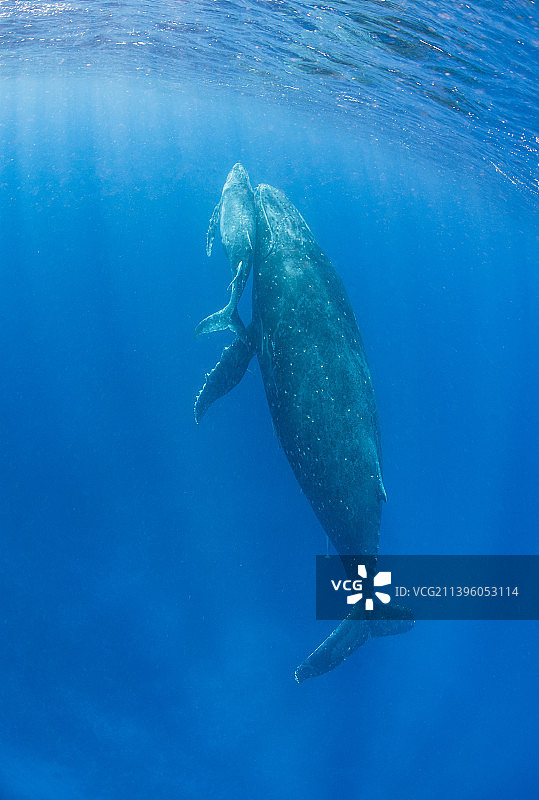 母子鲸鱼图片素材
