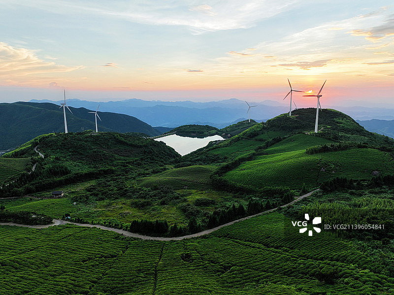 生态浙江 美丽山水  东白山茶园落日图片素材