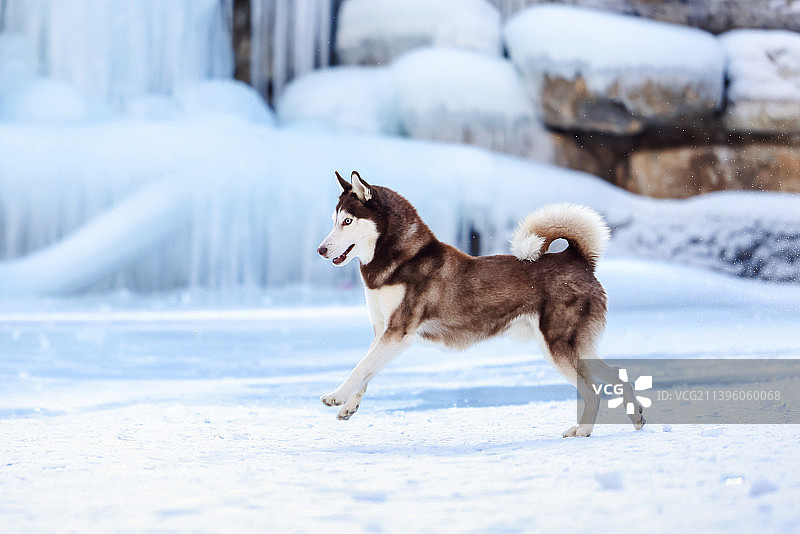 雪地上的哈士奇犬图片素材