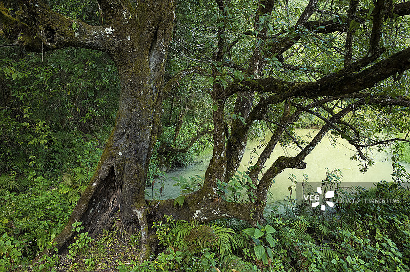 雨后高黎贡山上的树木图片素材