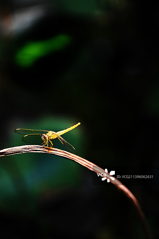 走钢丝图片素材
