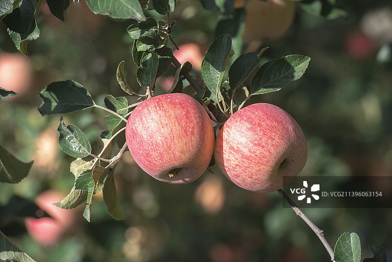 红富士苹果图片素材