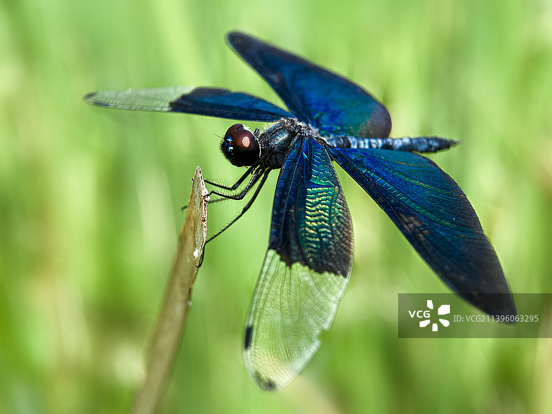 黑丽翅蜻图片素材