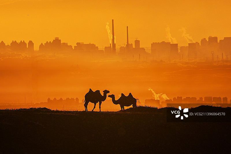 石油城与骆驼图片素材