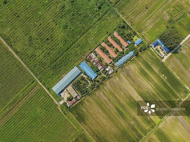 航拍山东省济宁市微山湖岛田野风光图片素材