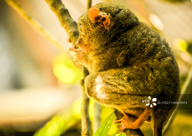 眼镜猴图片素材