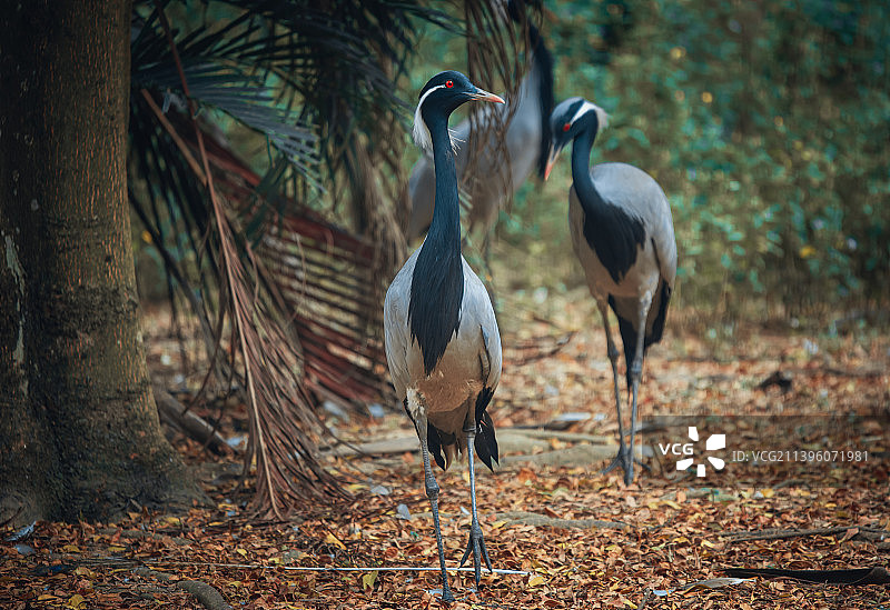 蓑羽鹤图片素材