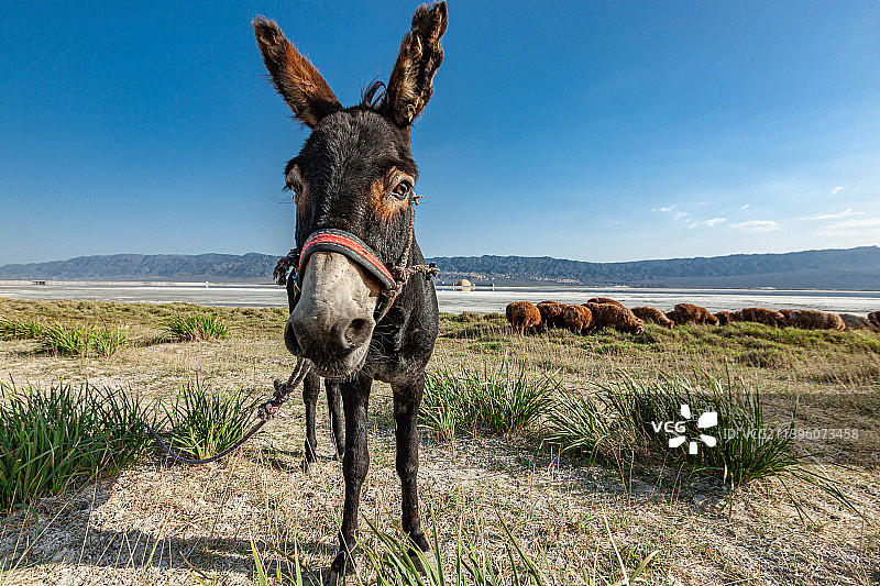 新疆盐湖、羊群、毛驴、湖泊、原生态、自然风光、制盐业图片素材