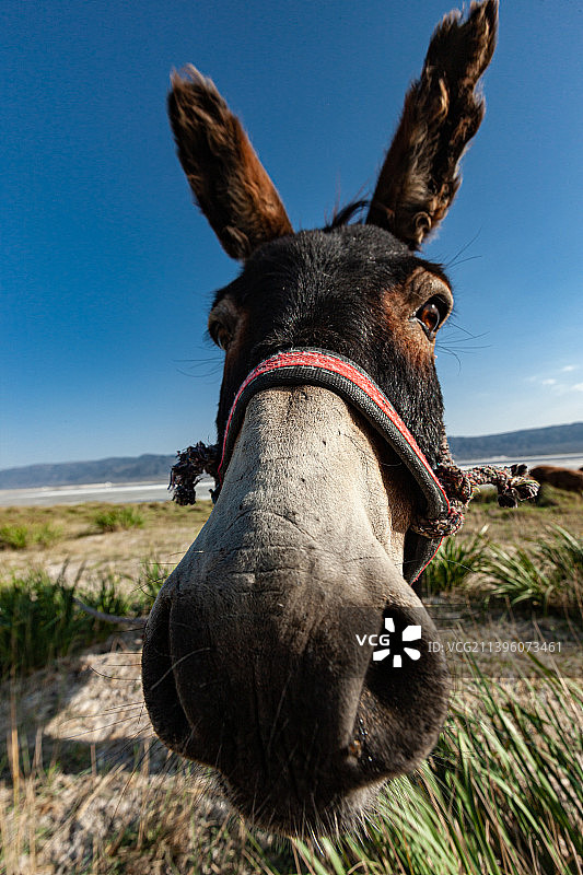 新疆盐湖、羊群、毛驴、湖泊、原生态、自然风光、制盐业图片素材
