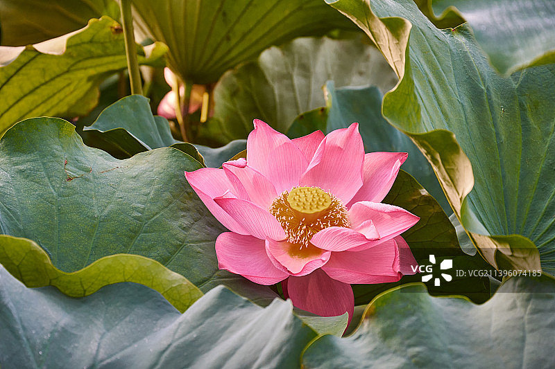 淮安夏日清晨清晏园里的荷花图片素材