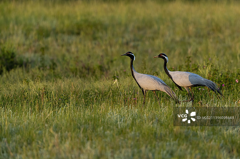 _A陪伴图片素材