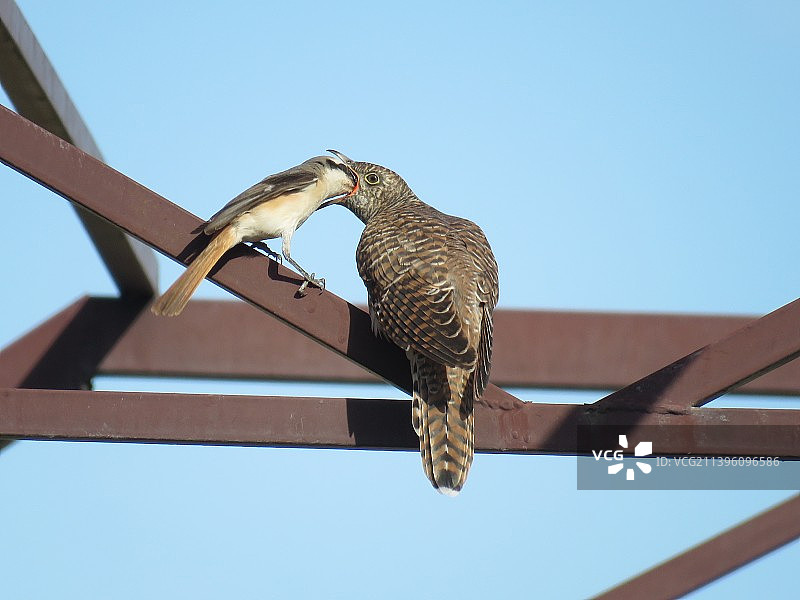 伯劳鸟哺育布谷鸟幼鸟图片素材