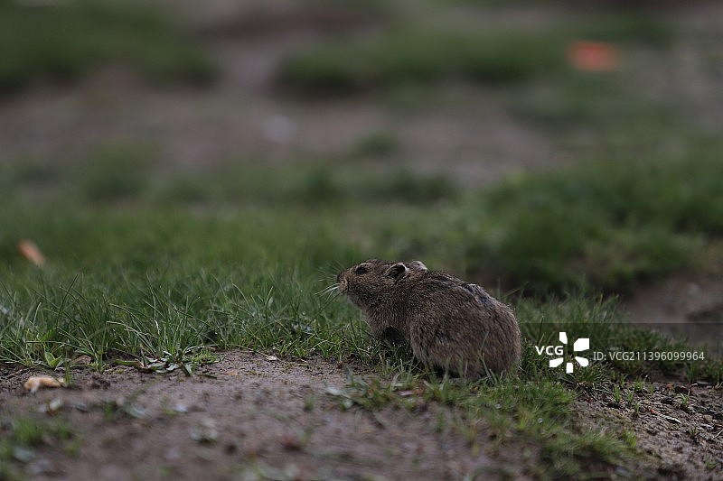 小兔鼠图片素材