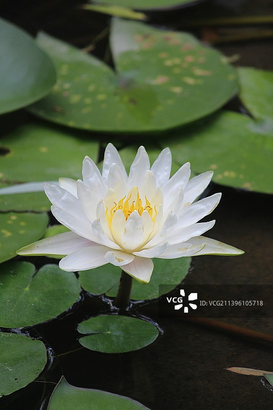 湖中荷花的特写镜头图片素材