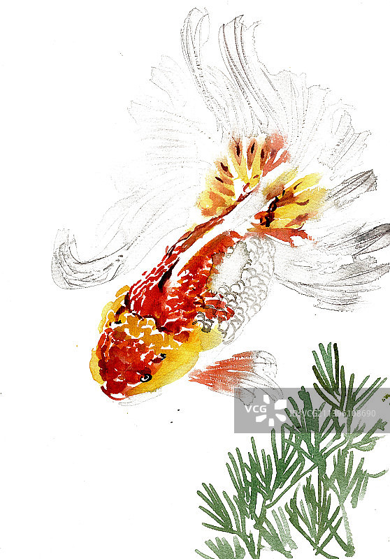 红色的鲤鱼图片素材