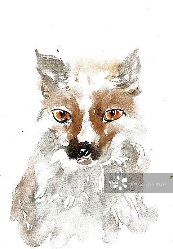 狡猾的狐狸图片素材