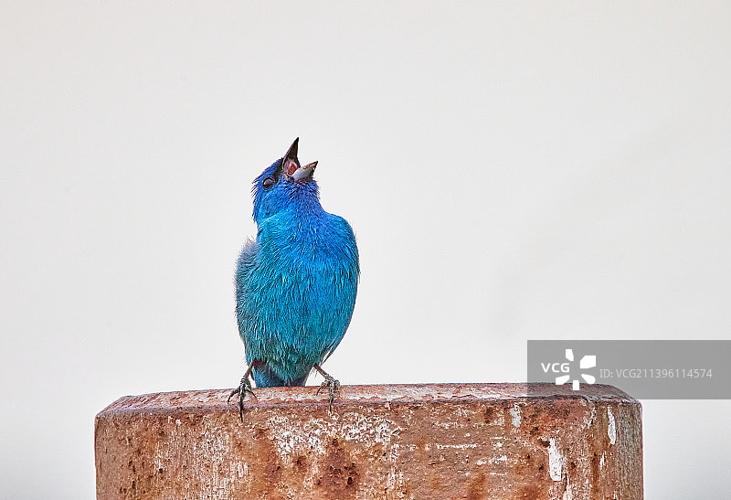 靛蓝彩雀图片素材