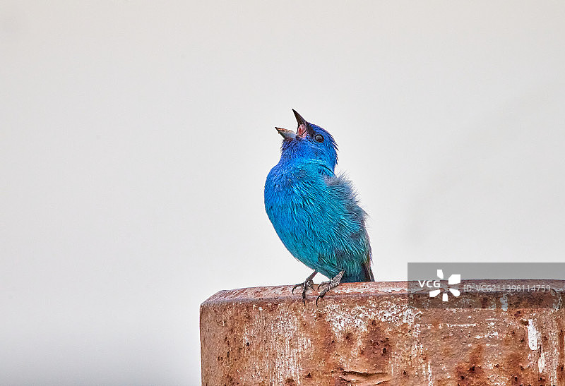 靛蓝彩雀图片素材