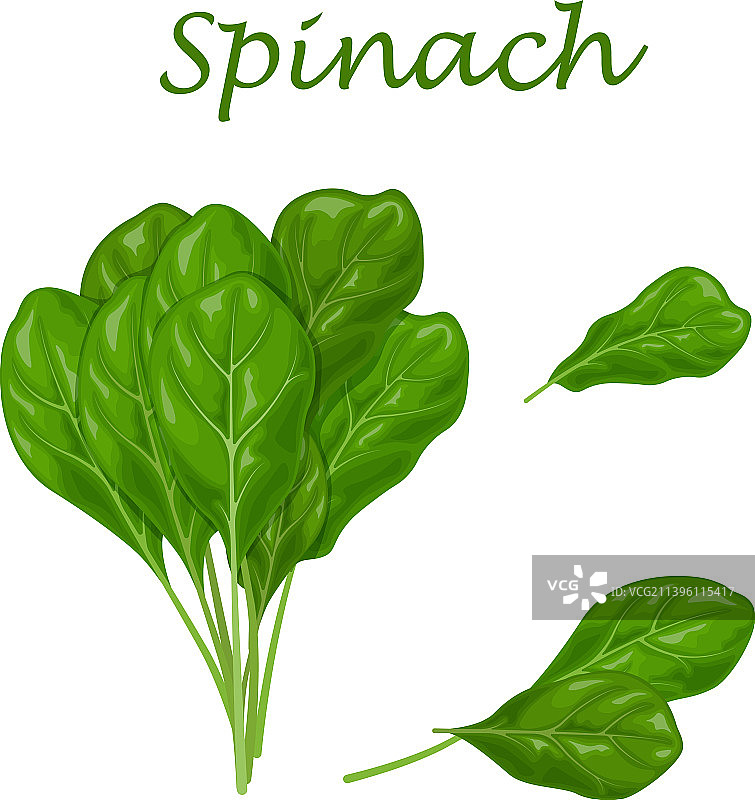 用于沙拉的绿色菠菜叶图片图片素材