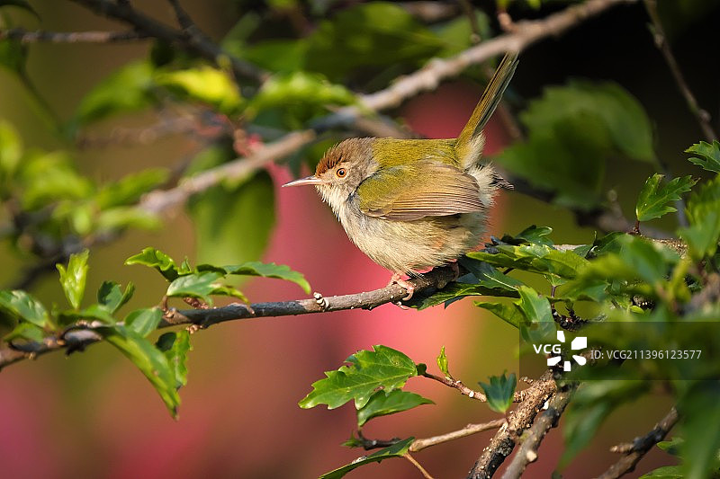 长尾缝叶莺图片素材