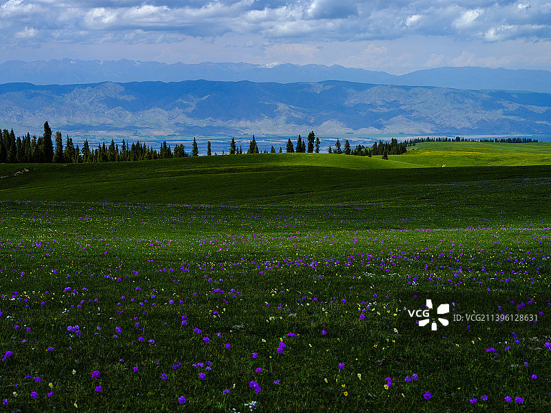 特克斯塞克草原的山花图片素材
