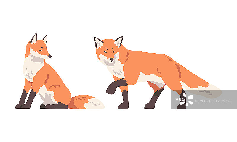 橙色狐狸图片素材