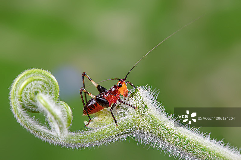 微观世界（续）图片素材