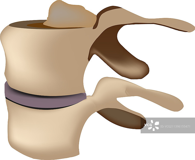 人体脊椎骨骼局部图片素材