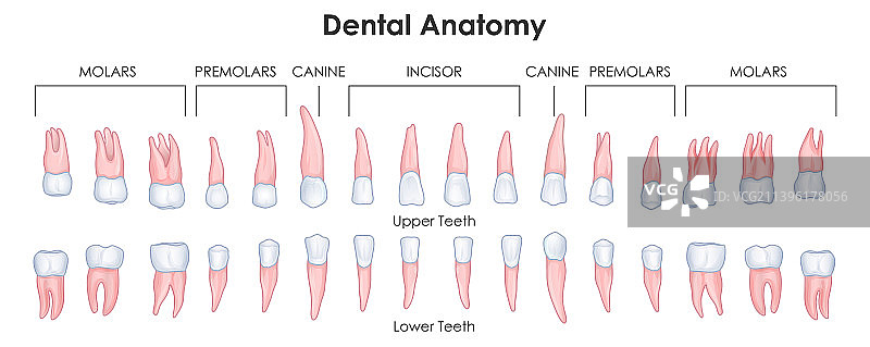 医疗保健教育图表图片素材