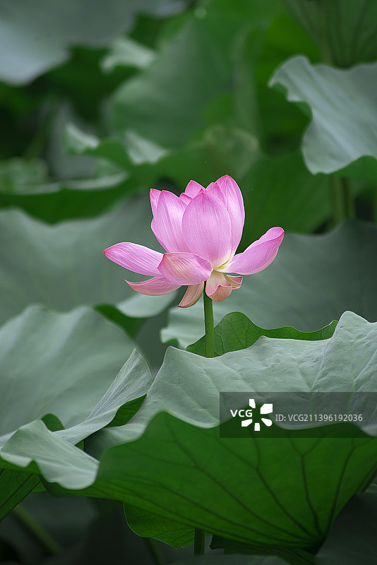 荷花图片素材