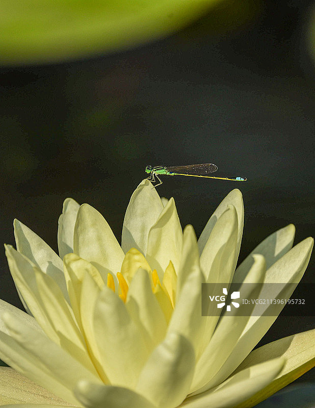 豆娘栖息在睡莲上图片素材