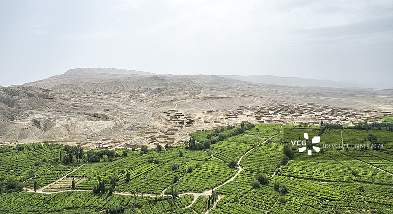 中国新疆吐鲁番葡萄果园种植图片素材