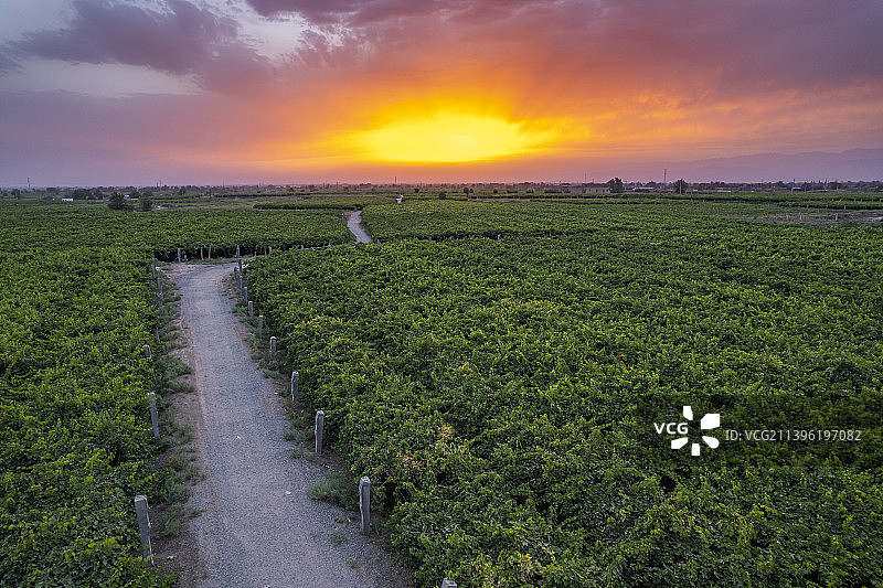 中国新疆吐鲁番葡萄果园种植图片素材