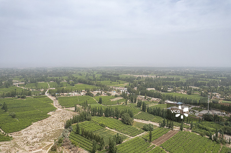 中国新疆吐鲁番葡萄果园种植图片素材