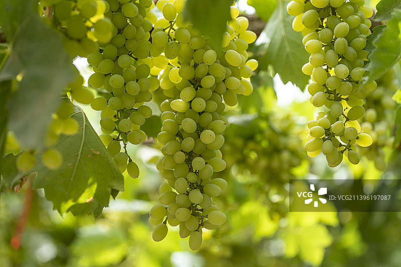 中国新疆吐鲁番葡萄果园种植图片素材